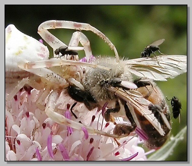 Moschine opportuniste - Milichiidae, Desmometopa sp.